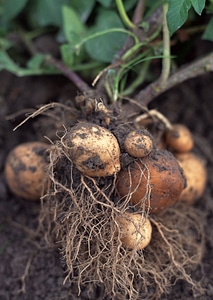 potato crop in the vegetable garden photo