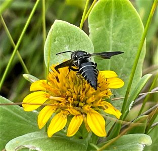 Sharptail Bee on Borrichia