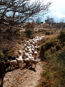 20091214_CanarSheep_0001.jpg