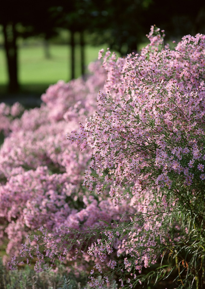 Flowerbed of pink flowers