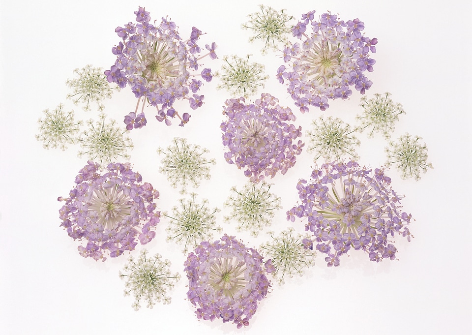 beautiful closeup spring blossoming petals