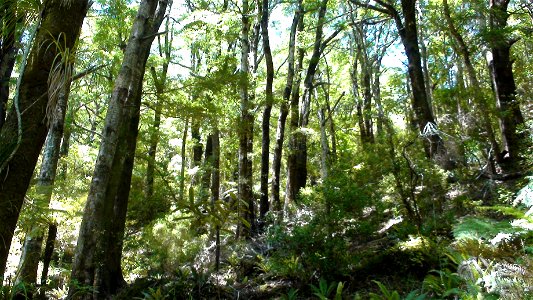 Birch forest hill