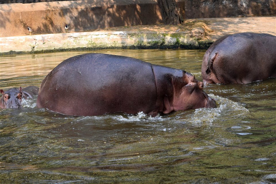 Hippopotamus amphibius