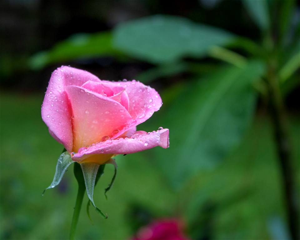 Lady Banks Rose
