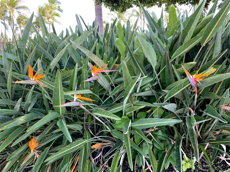 Bird of Paradise Flower