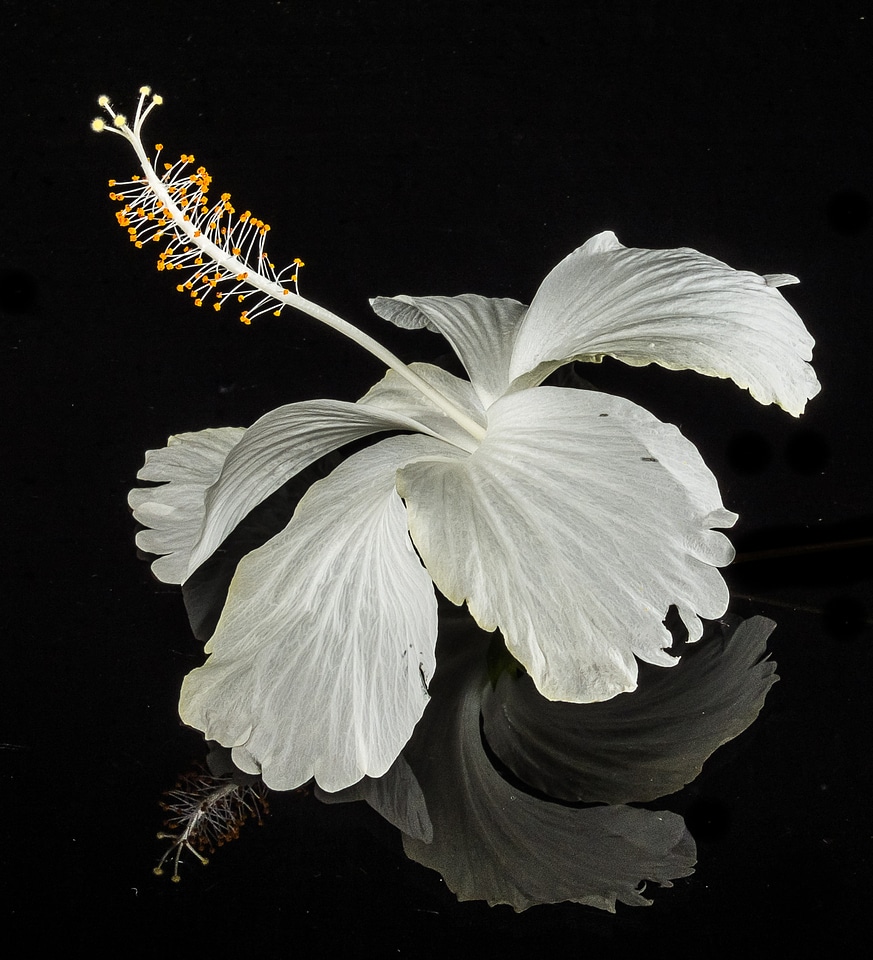 Flower white marshmallow