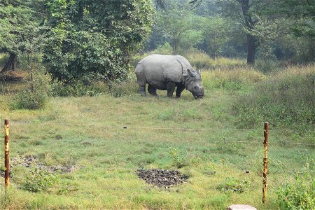 Rhinoceros unicornis