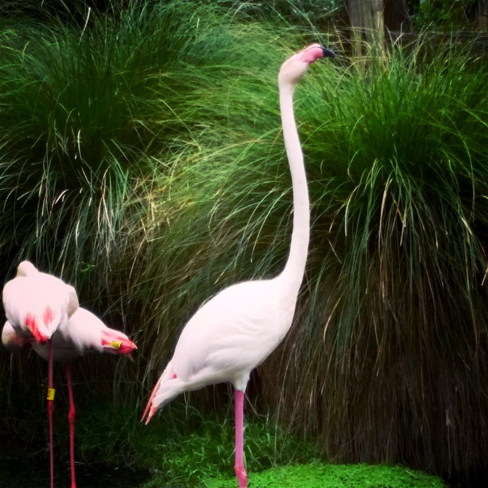 Flamingo