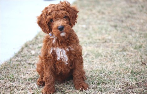 Labradoodle