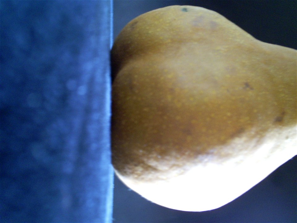 Pear Study - S4030081
