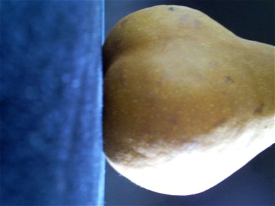 Pear Study - S4030081
