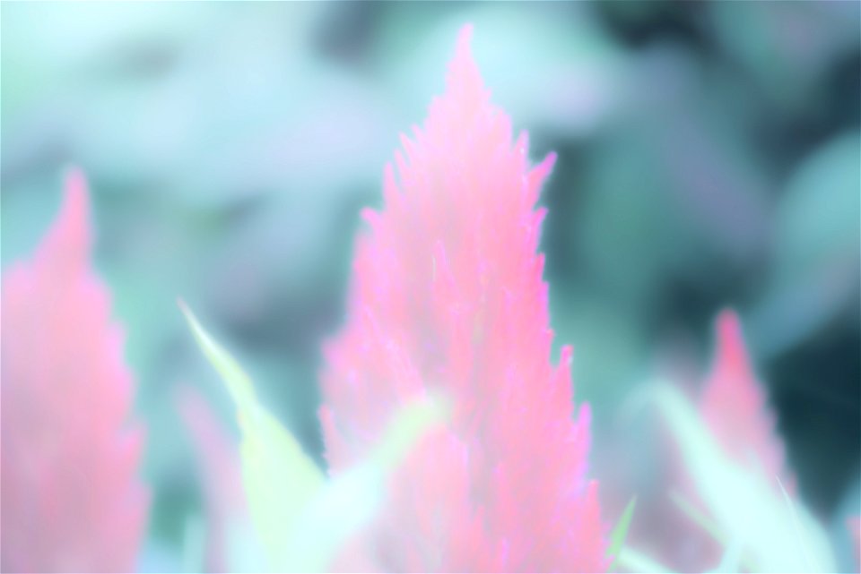 Stanley Park Flower edits from Vancouver Canada