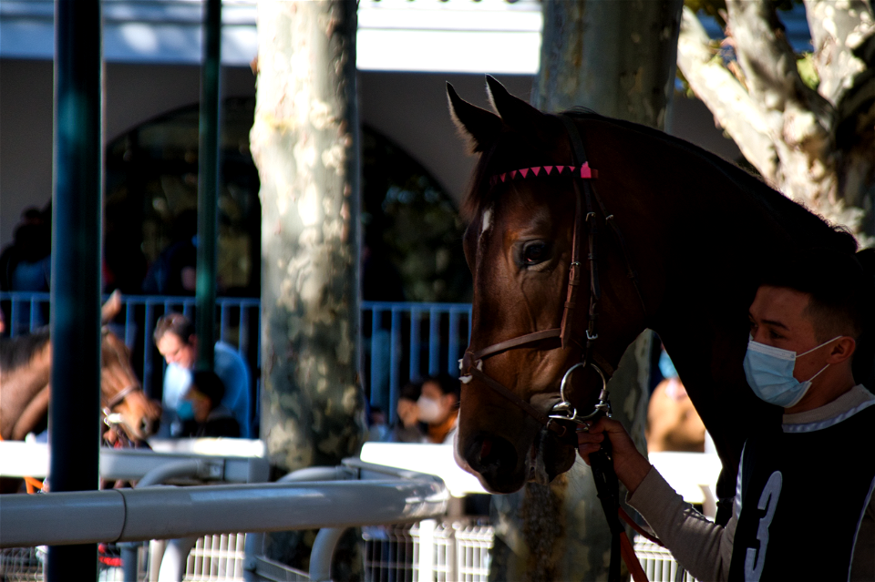 Hipódromo - Racecourse