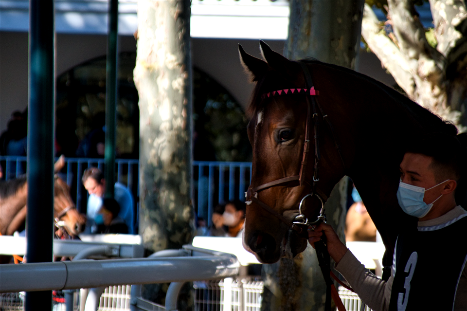 Hipódromo - Racecourse photo