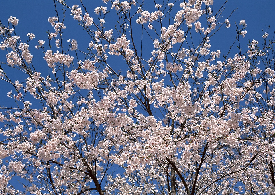 Cheery blossom flowers on spring day blue sky background