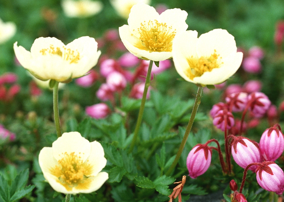 beautiful yellow flower
