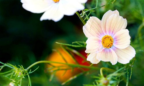 Lemonade Flower