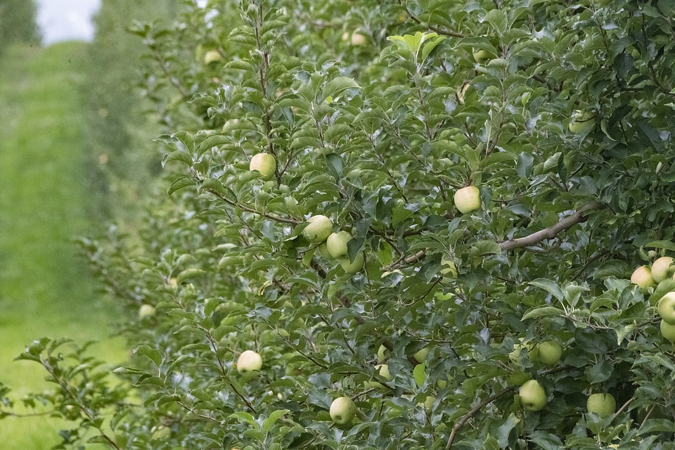 Men Picking Apples In Organic Orchard