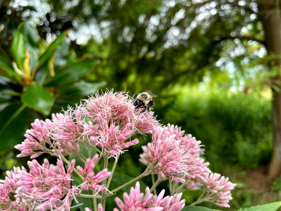Bumble bee on Sweet Joe Pye (Eutrochium purpurea)