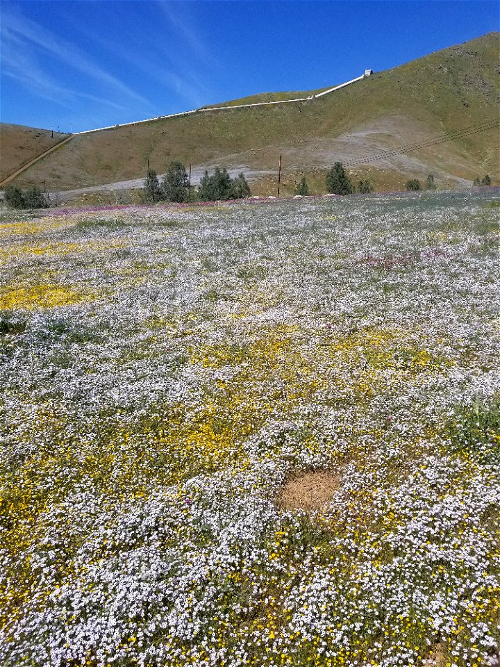 Kernville, CA Wildflowers
