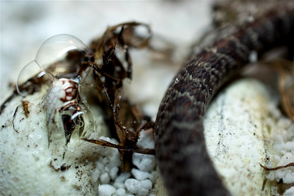 Hatching Coluber constrictor priapus