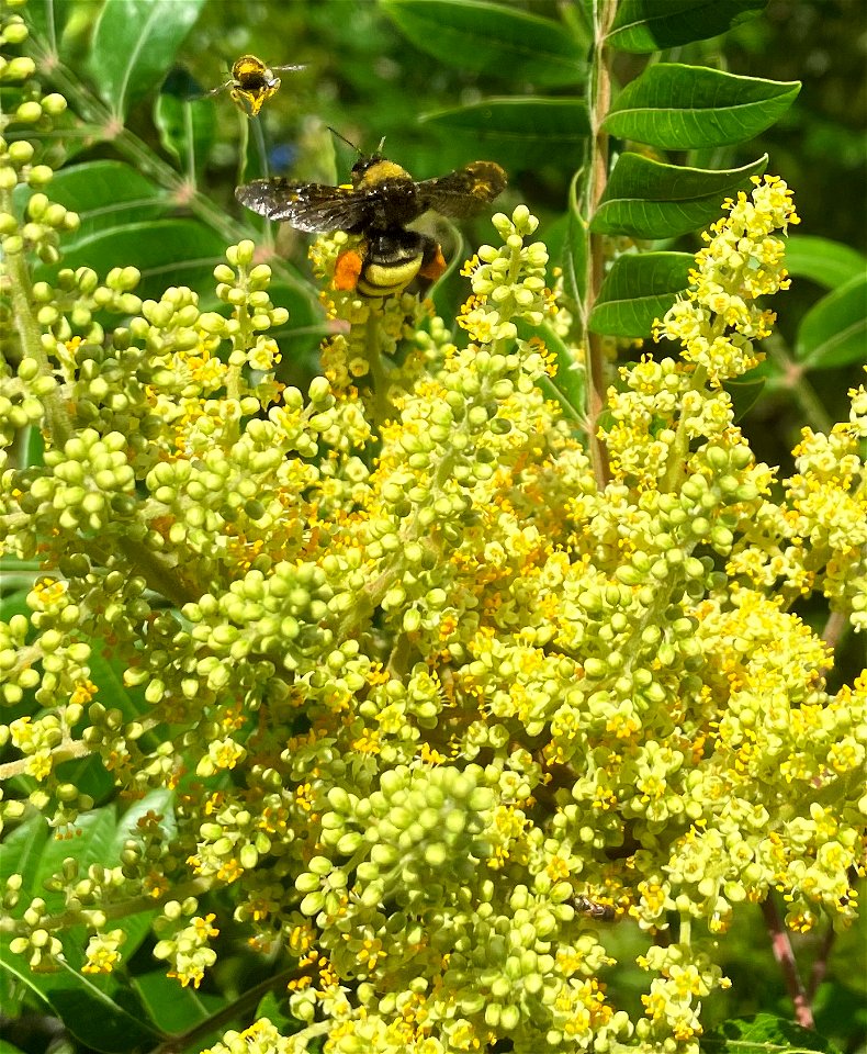 American Bumblebee on Suman (Rhus)