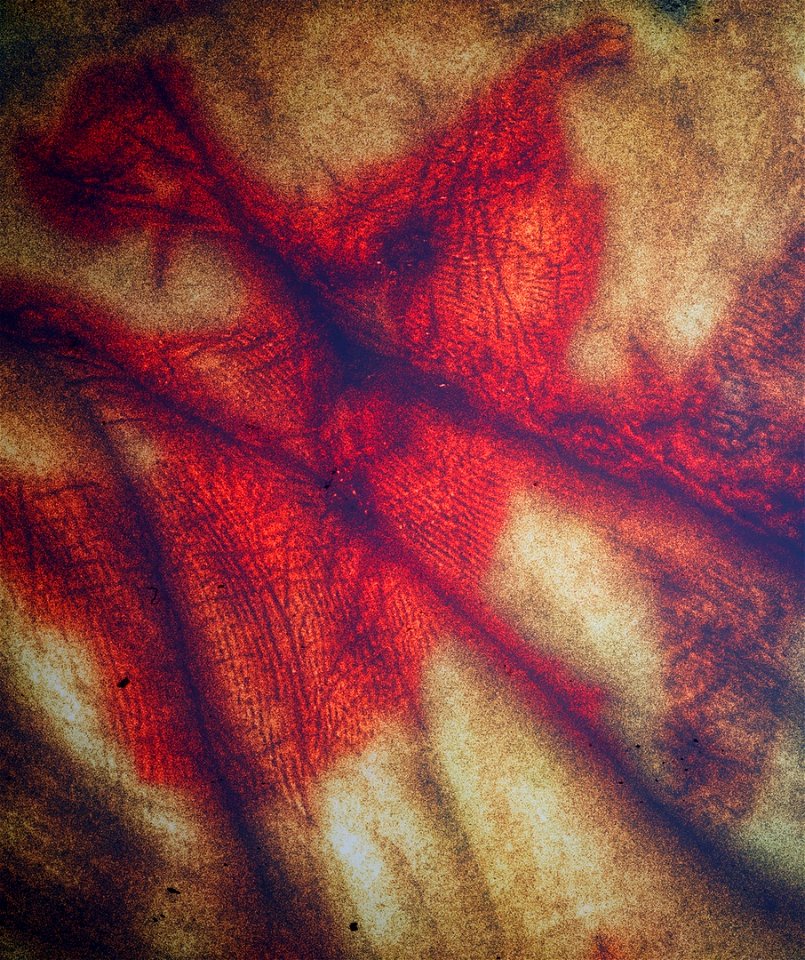 Bloody palm