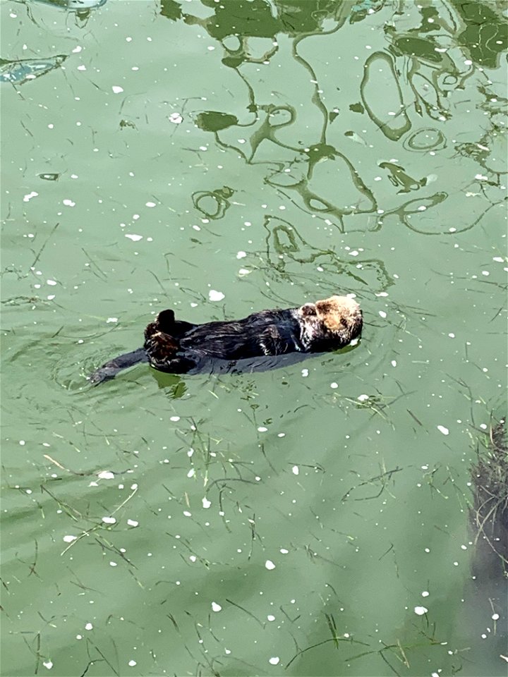 Sea Otter Public Domain