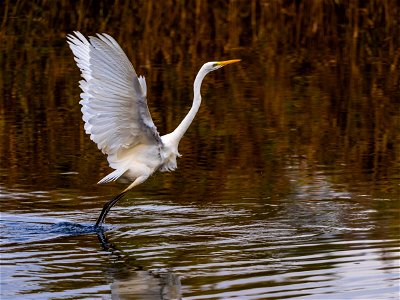 Envol de grande aigrette