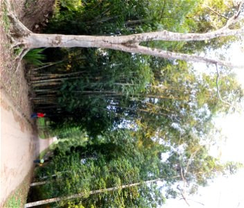 Jardin du père Gillet à Kisantu