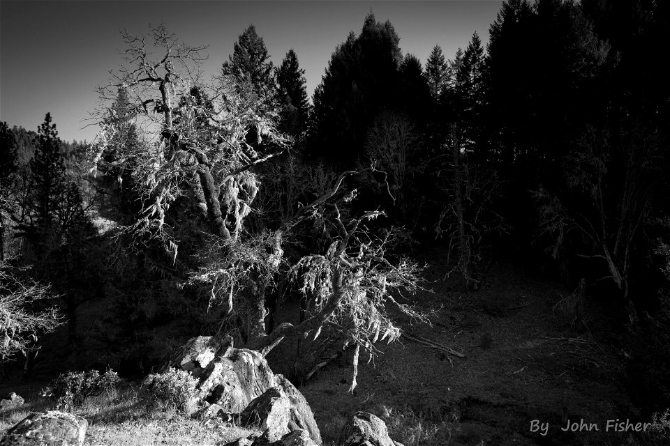 Oak Tree In The Rocks