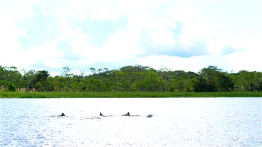 Delfines en el Amazonas