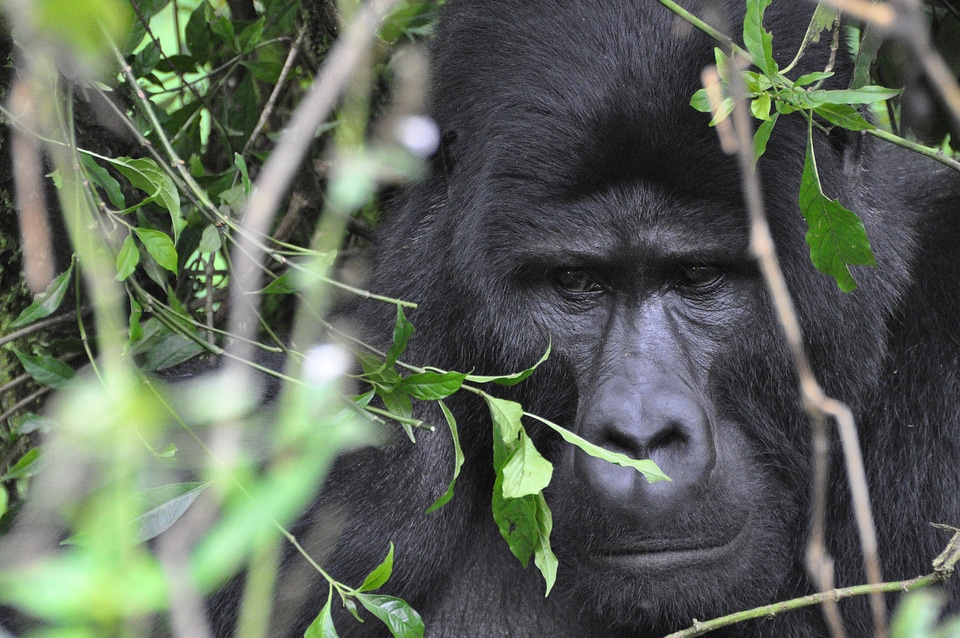 Uganda mountain gorilla