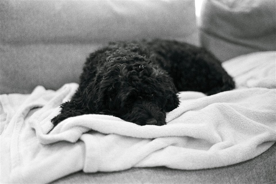 Resting Dog in Black and White
