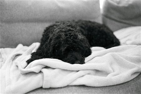 Resting Dog in Black and White photo