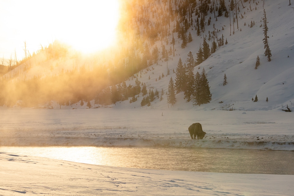 A bison grazes along the Madison RIver at sunrise