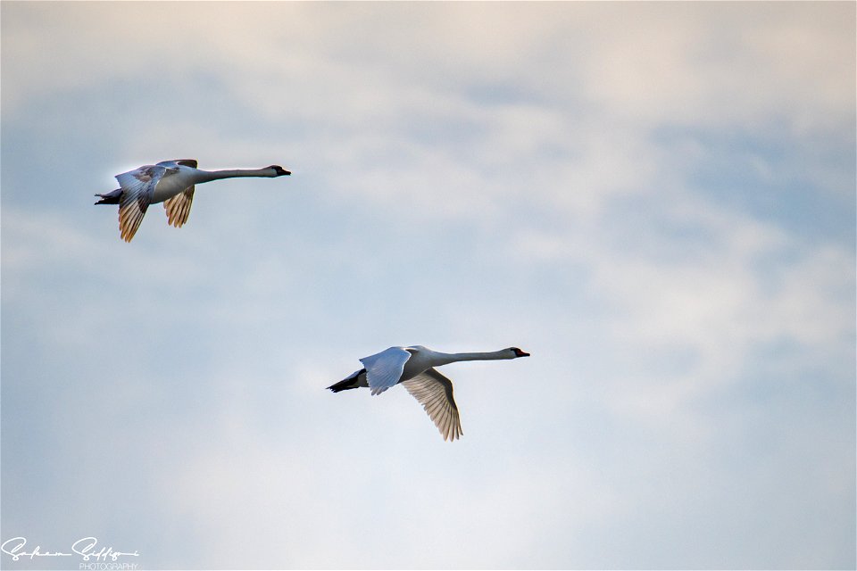 Mute Swans
