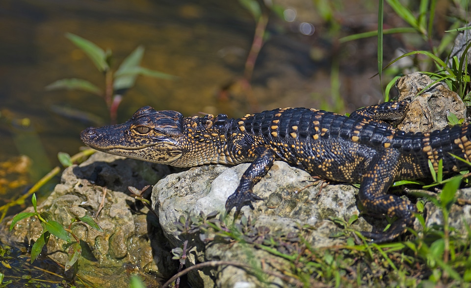 American alligator