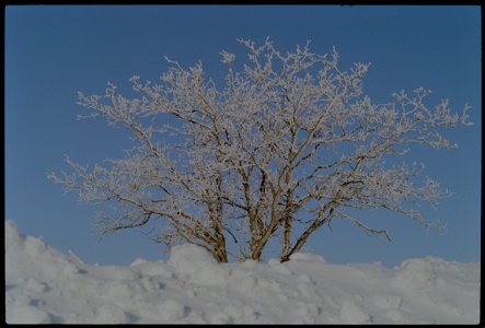 Minimal frost tree photo