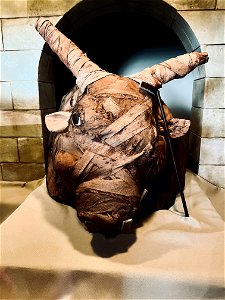 Mummified bull's head