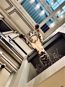 Leaping tiger, 2