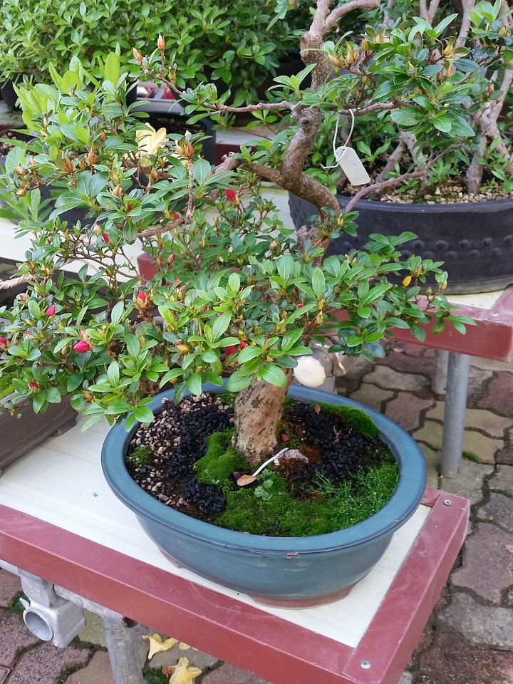Advanced Japanese bonsai