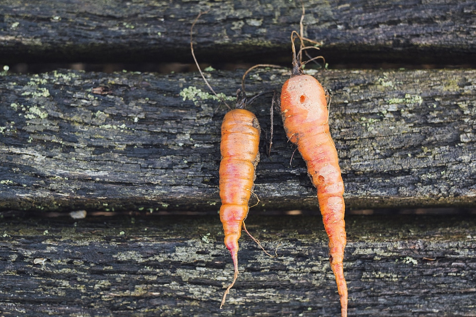 Two winter carrots