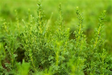herb on the steppes