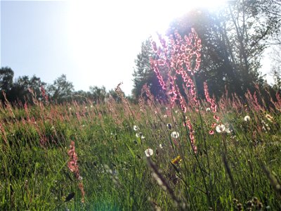 Frühlingswiese photo