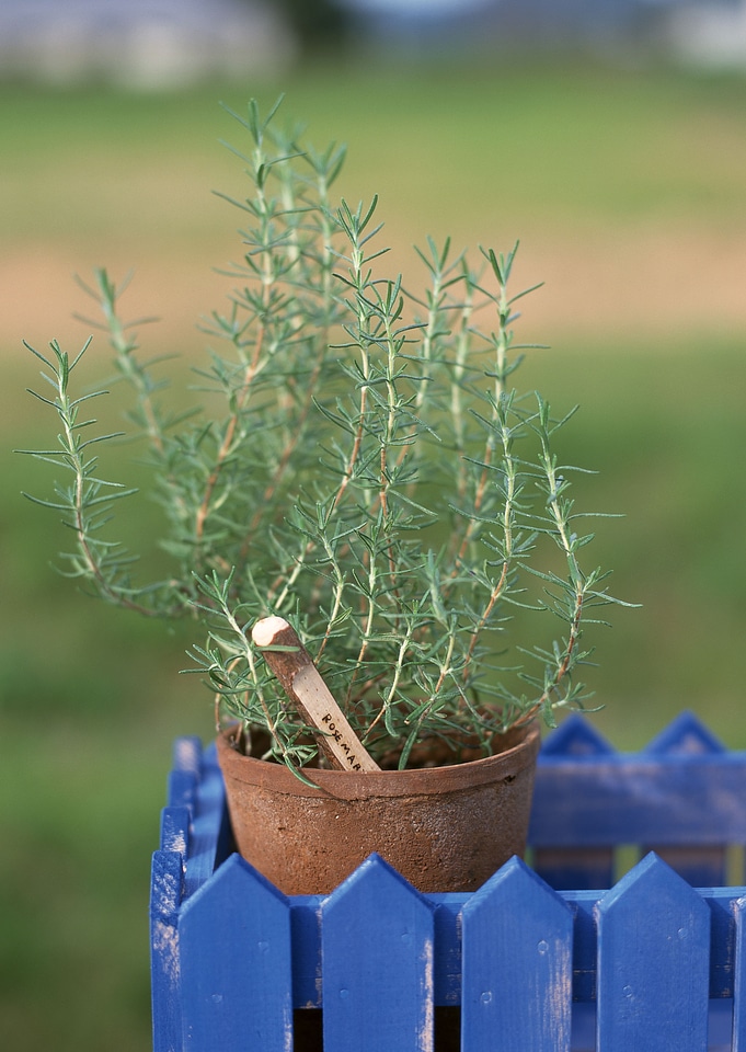 Herb in wooden box, pots with name tag