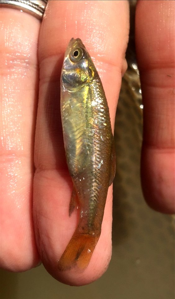 Juvenile Black Carp