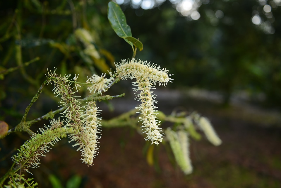 Bush with blooming flowers and volcanic landscape