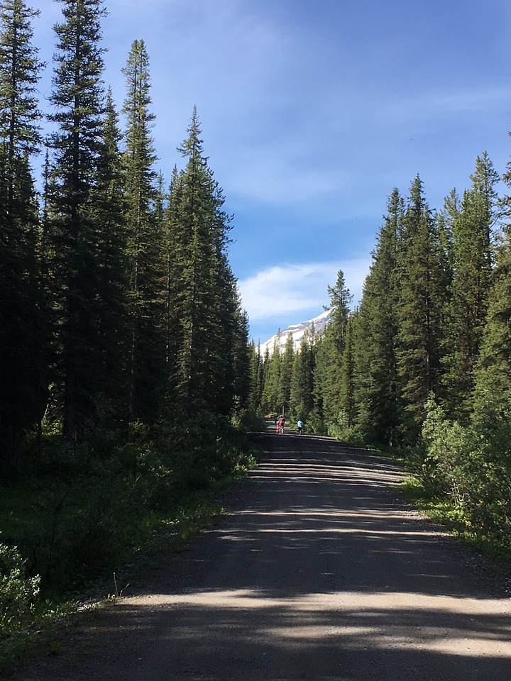 hiking trail in Opabin Plateau above Lake Ohara