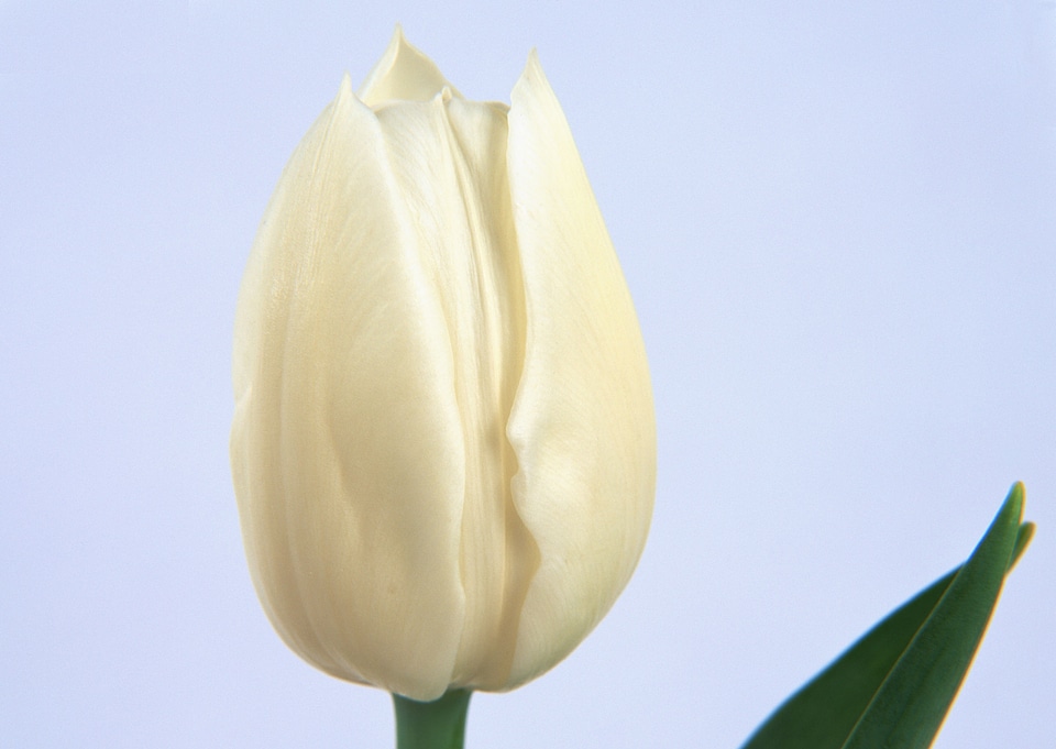 One white tulip isolated close up